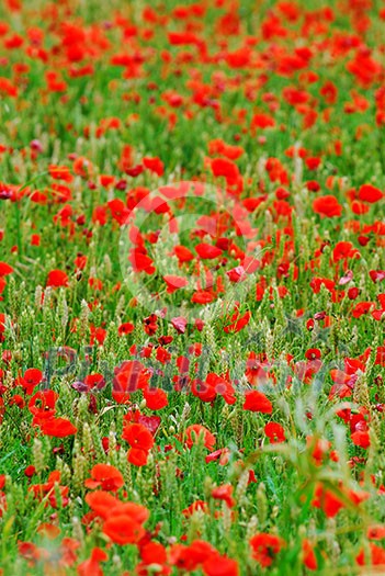 Red poppy flowers growing in green rye grain field, floral natural background