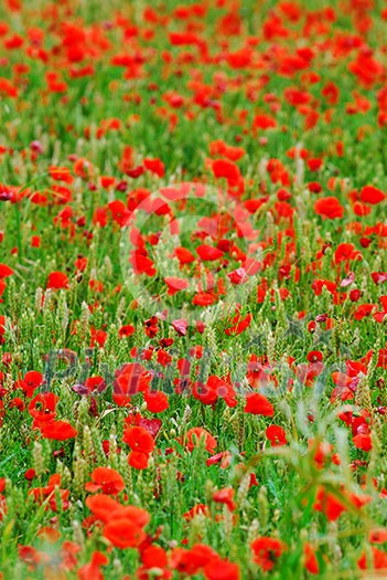 Red poppy flowers growing in green rye grain field, floral natural background Red poppy flowers growing in green rye grain field, floral natural background