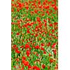 Red poppy flowers growing in green rye grain field, floral natural background