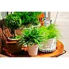 Potted green plants on wooden patio table