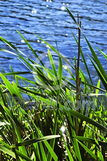 Natural background of green reeds at water edge Natural background of green reeds at water edge