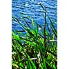 Natural background of green reeds at water edge
