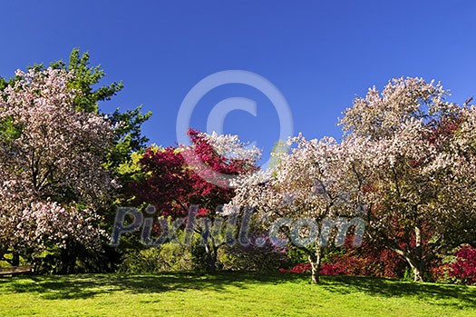 Landscape of blooming fruit trees in spring park