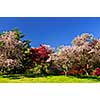 Landscape of blooming fruit trees in spring park