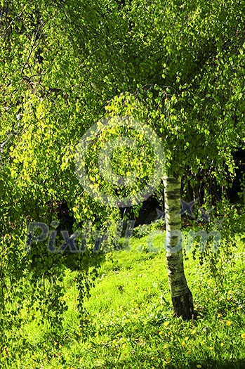 Birch tree with young green foliage backlit by spring sun