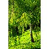 Birch tree with young green foliage backlit by spring sun