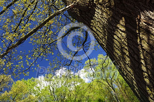 Spring tree with young foliage and blue sky Spring tree with young foliage and blue sky