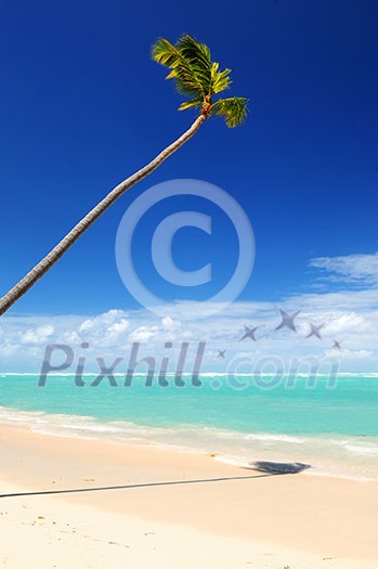 Pristine tropical beach with palm tree in Dominican Republic
