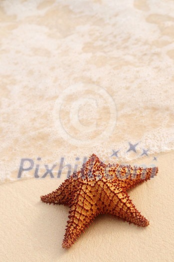 Starfish and ocean wave on sandy tropical beach Starfish and ocean wave on sandy tropical beach