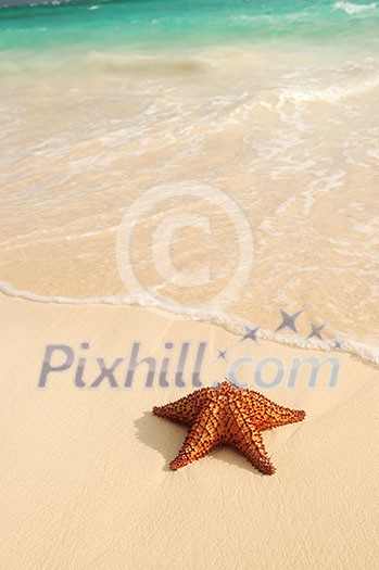 Starfish and ocean wave on sandy tropical beach Starfish and ocean wave on sandy tropical beach