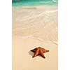 Starfish and ocean wave on sandy tropical beach