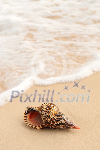 Seashell and ocean wave on sandy tropical beach Seashell and ocean wave on sandy tropical beach