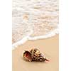 Seashell and ocean wave on sandy tropical beach