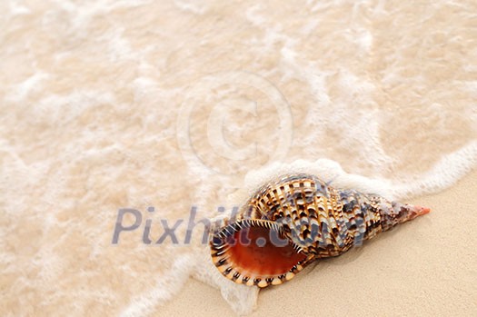 Seashell and ocean wave on sandy tropical beach Seashell and ocean wave on sandy tropical beach
