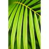 Botanical background of green palm tree leaves close up
