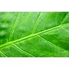 Botanical abstract background of green leaf of tropical plant
