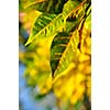 Closeup on green leaves of tropical plant