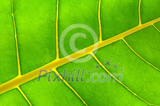 Backlit green leaf of a troplical plant close up