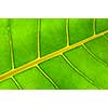 Backlit green leaf of a troplical plant close up