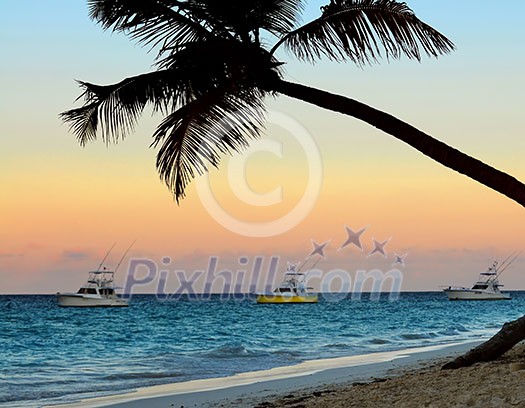 Palm tree and fishing boats at tropical beach at sunset. Focus on palm tree.