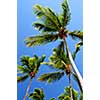 Palm tree tops on blue sky background