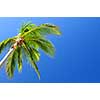 Background of bright blue sky with palm tree top