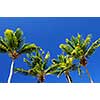 Background of bright blue sky with sunny palm tree tops