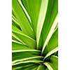 Closeup on green leaves of tropical plant