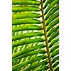 Closeup of a sunlit green palm tree leaf