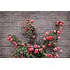 Climbing red roses on a brick wall of a house