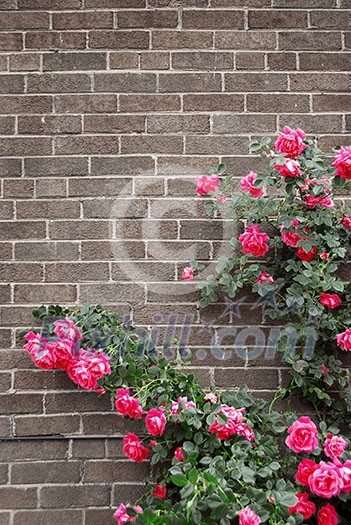 Climbing red roses on a brick wall of a house Climbing red roses on a brick wall of a house