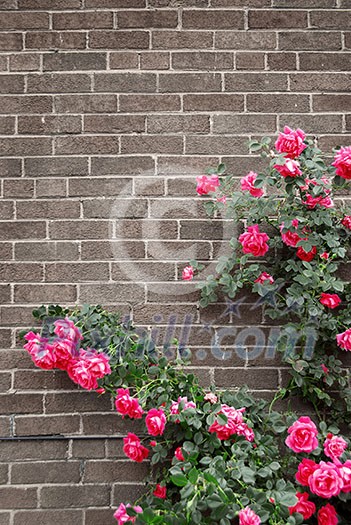 Climbing red roses on a brick wall of a house