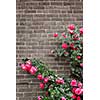 Climbing red roses on a brick wall of a house