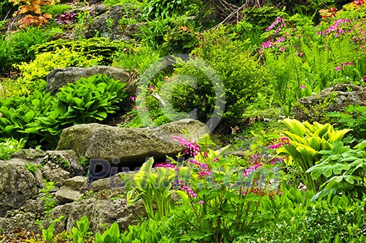 Rock garden with various plants and flowers Rock garden with various plants and flowers