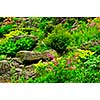 Rock garden with various plants and flowers