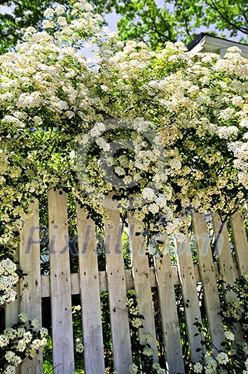 White fence with blooming bridal wreath spirea shrub