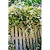 White fence with blooming bridal wreath spirea shrub