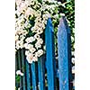 Blue picket fence with flowering bridal wreath shrub