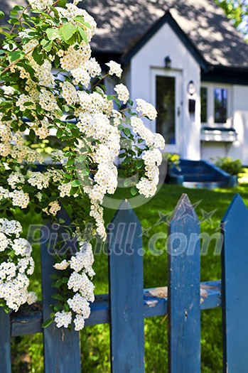 Blue picket fence with flowering bridal wreath shrub and residential house