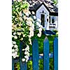 Blue picket fence with flowering bridal wreath shrub and residential house