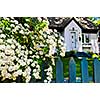 Blue picket fence with flowering bridal wreath shrub and residential house