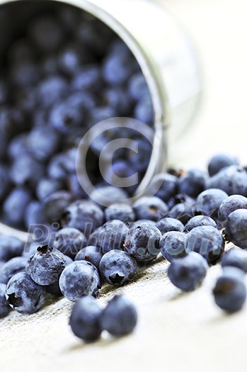 Fresh blueberries spilling out of a pail close up