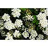Closeup of flowering shrub bridal wreath spirea, floral background