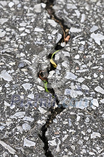 Crack in old asphalt pavement close up Crack in old asphalt pavement close up