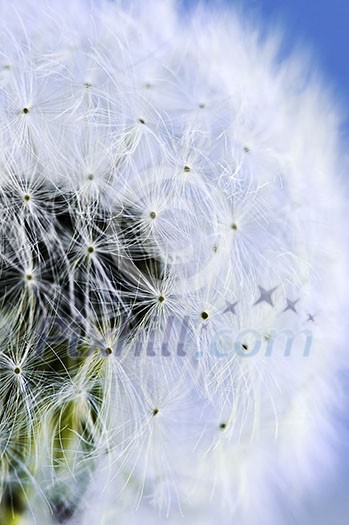 Macro of dandelion seeds on blue sky background Macro of dandelion seeds on blue sky background