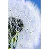 Macro of dandelion seeds on blue sky background
