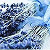 Bunches of dried lavender herb close up