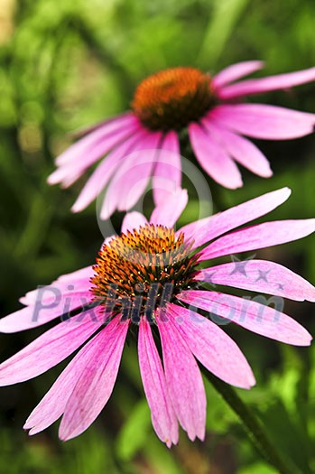 Blooming medicinal herb echinacea purpurea or coneflower Blooming medicinal herb echinacea purpurea or coneflower