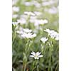 Floral background of cerastium snow-in-summer flowers close up