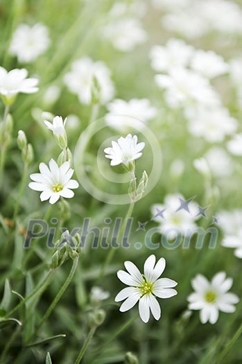 Floral background of cerastium snow-in-summer flowers close up